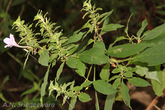 Barleria acuminata
